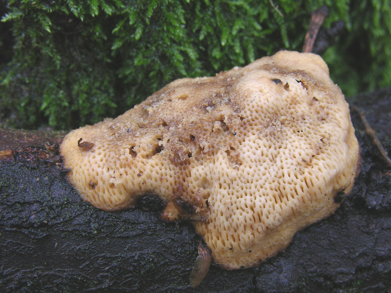 5 giorni d''acqua...poi i funghi (25 novembre)